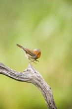 European robin (Erithacus rubecula) sitting on an old wooden branch, Bavaria, Germany