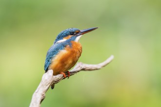 Common kingfisher (Alcedo atthis) sitting on an old wooden branch in late summer, wildife, Bavaria,