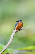 Common kingfisher (Alcedo atthis) sitting on an old wooden branch in late summer, wildife, Bavaria,