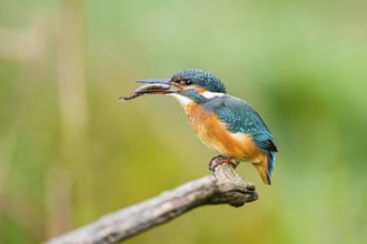 Common kingfisher (Alcedo atthis) sitting on an old wooden branch eating his fresh cought fish in