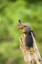 Red squirrel (Sciurus vulgaris) sitting on an old wrotten tree trunk in a forest, Bavaria, Gernany