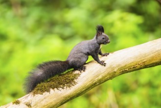 Red squirrel (Sciurus vulgaris) sitting on an old wrotten tree trunk in a forest, Bavaria, Gernany