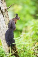 Red squirrel (Sciurus vulgaris) sitting on an old wrotten tree trunk in a forest, Bavaria, Gernany
