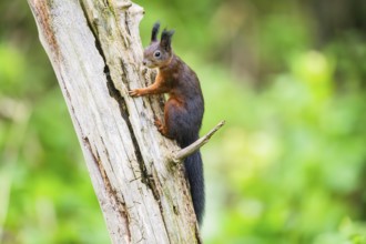 Red squirrel (Sciurus vulgaris) sitting on an old wrotten tree trunk in a forest, Bavaria, Gernany