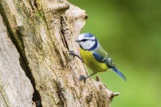 Eurasian blue tit (Cyanistes caeruleus) sitting on an old wrotten tree trunk at a swamp, Bavaria,