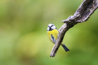 Eurasian blue tit (Cyanistes caeruleus) sitting on an old wood at a swamp, Bavaria, Germany