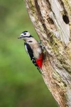 Great spotted woodpecker (Dendrocopos major) sitting on an old wrotten tree trunk in late summer,