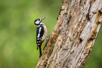 Great spotted woodpecker (Dendrocopos major) sitting on an old wrotten tree trunk in late summer,