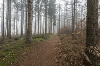 Forest landscape in fog, Emsland, Lower Saxony, Germany