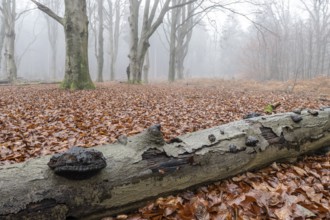 Old beech forest (Fagus sylvatica) in the fog, Emsland, Lower Saxony, Germany