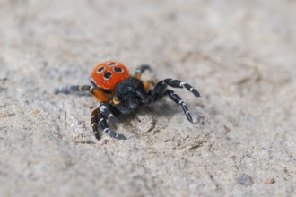 Red tubular spider, Eresus kollari, The Ladybird spider, Saxony-Anhalt, Germany