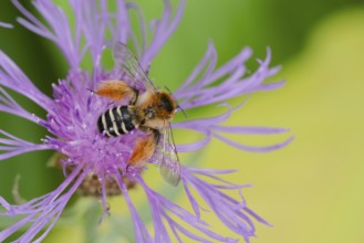 Brown-rumped trouser bee (Dasypoda hirtipes) on knapweed flower, Lower Saxony, Germany