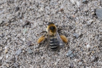 Brown-rumped trouser bee (Dasypoda hirtipes) on sandy soil, Lower Saxony, Germany