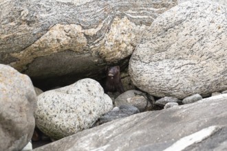 The American Mink (Mustela vison) is a graceful predator that lives by the sea in Norway near Bodø