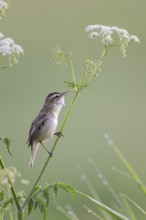Reed Warbler, Acrocephalus schoenobaenus, Sedge Warbler, Lower Saxony, Germany