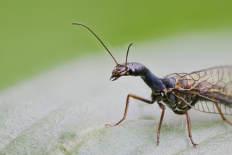 Spotted camel neckfly, Phaeostigma notata, Spotted Snakefly, Lower Saxony, Germany
