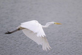 Great Egret Modesta, Ardea alba modesta, European Great White Egret Modesta, Lower Saxony, Germany