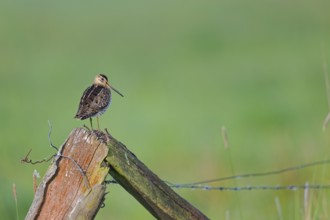 Common snipe (Gallinago gallinago) sitting on a pole, Lower Saxony, Germany
