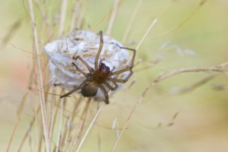 Female nurse's thorn finger, Cheiracanthium punctorium, female Yellow sac spider, Saxony-Anhalt,