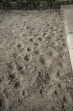 Ant lion hopper, Euroleon nostras, Suffolk Antlion, Lower Saxony, Germany