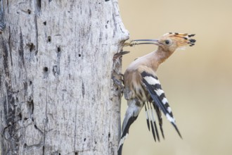 Hoopoe (Upupa epops) Hungary