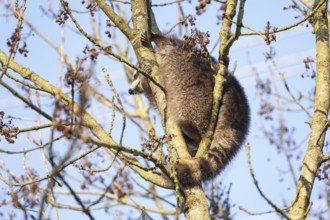 A cute raccoon sleeps relaxed on a tree between the branches and enjoys the warm winter sun. This