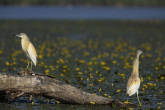 Squacco Heron (Ardeola ralloides) in the fog Hungary