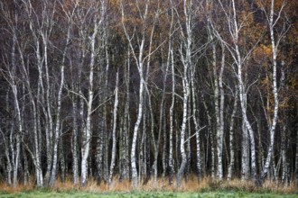 Birch forest, autumn coloured birch trees (Betula), Osterwald, Zingst, Fischland-Darß-Zingst,