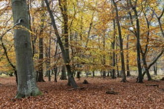 Autumn forest, autumn-colored trees, Osterwald, Zingst, Fischland-Darß-Zingst, Western Pomerania