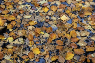 Autumn leaves, autumn-colored leaves floating on moor water, Osterwald, Zingst,