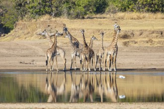 Thornicroft's Giraffe (Giraffa camelopardalis thornicrofti) Luangwa River Zambia August