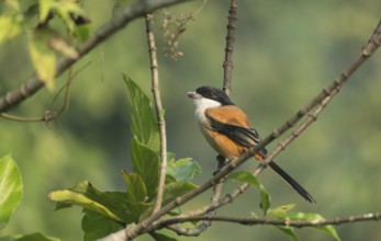 A long-tailed shrike or rufous-backed shrike (Lanius schach) sits on a tree branch, Sreepur,