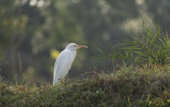 A Cattle Egret (Bubulcus ibis), Sreepur, Gazipur, Bangladesh