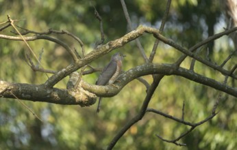 A common hawk-cuckoo (Hierococcyx varius), Sreepur, Gazipur, Bangladesh