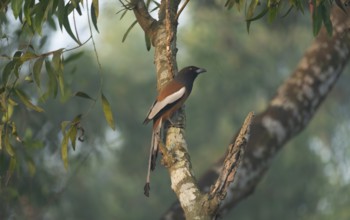 A rufous treepie (Dendrocitta vagabunda), Sreepur, Gazipur, Bangladesh