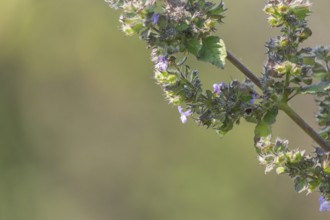 Close-up of a Mesosphaerum suaveolens (Hyptis suaveolens) plant stem with a lush green blurred