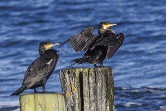 Cormorants (Phalacrocorax carbo) sitting on groynes, Fischland-Darß-Zingst, Baltic Sea,