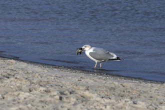 Seagull (Larinae) on the beach, eating a fish, Fischland-Darß-Zingst, Baltic Sea,