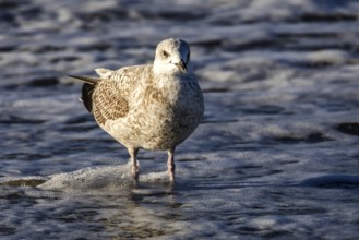 Herring Gull (Larus argentatus), on the beach, Fischland-Darß-Zingst, Baltic Sea,