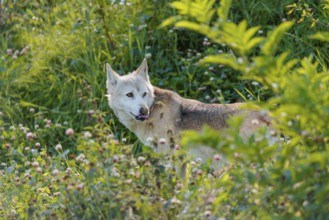 A timber wolf (Canis lupus lycaon) stands in backlight on a sunny day in dense green vegetation in