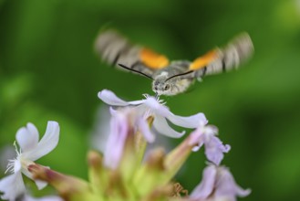 A dove tail (Macroglossum stellatarum) flies near pink flowers of soapwort (Saponaria officinalis)