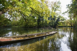 Altrhein, Rhine, Taubergießen Nature Reserve, Kappel-Grafenhausen, Ortenau, Baden-Württemberg,