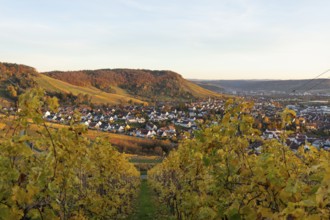 The vineyards in the Remstal near Korb in the Rems-Murr district show all their colors in autumn.