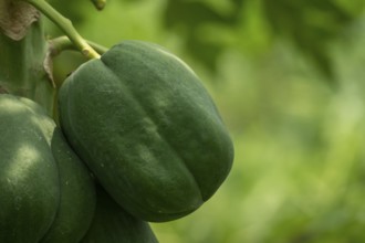 A single green papaya growing on a tree, set against a blurred background of foliage, Sreepur,
