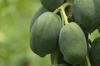 Cluster of green papayas hanging on a tree, emphasizing natural growth and tropical agriculture,