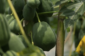 Close-up of green papayas growing on trees surrounded by lush leaves in a tropical setting,