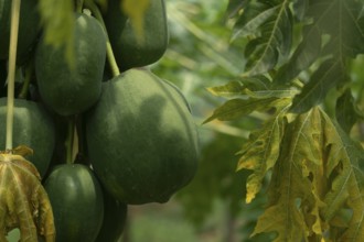 Several green papayas on a tree with surrounding leaves showing different stages of development,