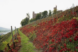 Castle and autumnal vineyards, Ortenberg Castle, Ortenberg, Kinzigtal, Ortenau, Black Forest,