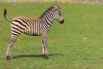 A Grant's zebra foal (Equus quagga boehmi) runs across a green meadow on a sunny day. East Africa