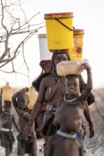 Himba woman fetching water, heavy water bucket on their heads, traditional Himba, Kaokoveld,